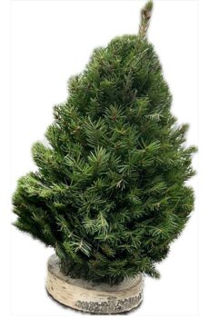 Экибана ручной работы из ели 35 см